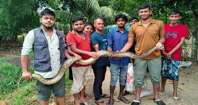 ধানখেত থেকে ১০ ফুট লম্বা অজগর উদ্ধার...
