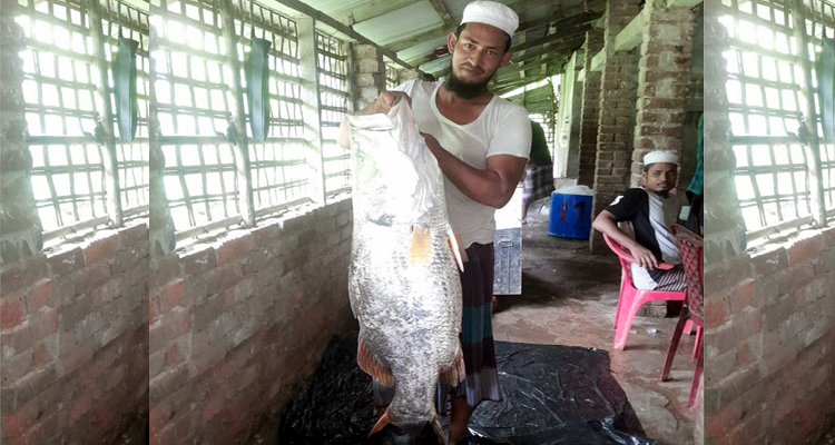 বড়শিতে ২৫ কেজির কোরাল মাছ...