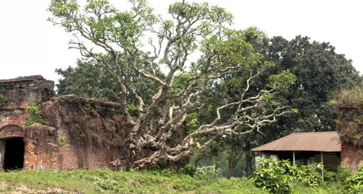 আড়াই শ বছরের কাঠগোলাপ গাছ—ইতিহাসের জীবন্ত সাক্ষী...