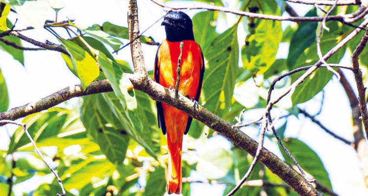 অনিন্দ্যসুন্দর আলতাপরি...