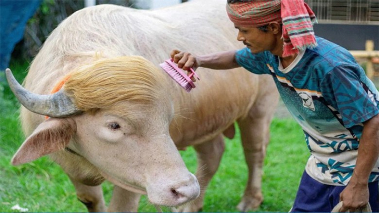 কোরবানি হচ্ছে না ‘ডোনাল্ড ট্রাম্প’
