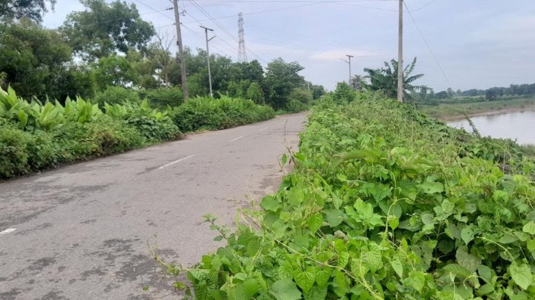 ঝোপঝাড়ে ঢাকা সিলেট-বিয়ানীবাজার সড়ক, বিপদ