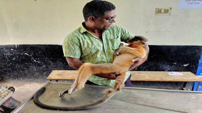 শ্রীমঙ্গল চা বাগানে বৈদ্যুতিক তারে শক খে