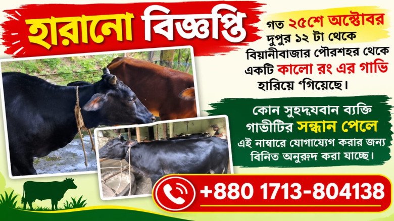 বিয়ানীবাজার পৌরশহর থেকে গাভি নিখোঁজ, সন