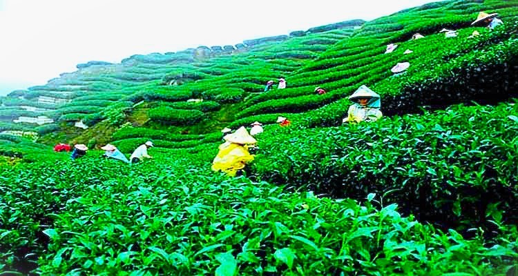 জুড়ী উপজেলা চা শ্রমিক দম্পতির ম র দে হ উ দ্ধা র...