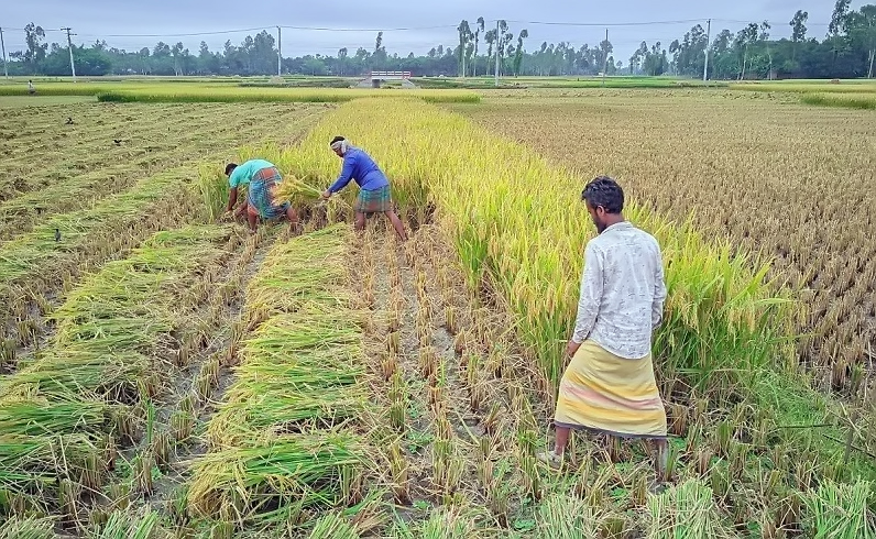 দেশে কৃষি উৎপাদন বাড়লেও আশঙ্কাজনক হারে কমে গেছে কৃ...