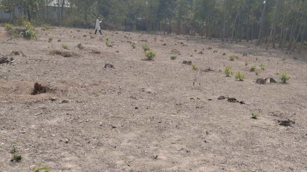 চাঁদা না দেওয়ায় ১২ লাখ টাকার গাছ কর্তনের অভিযোগ বি...