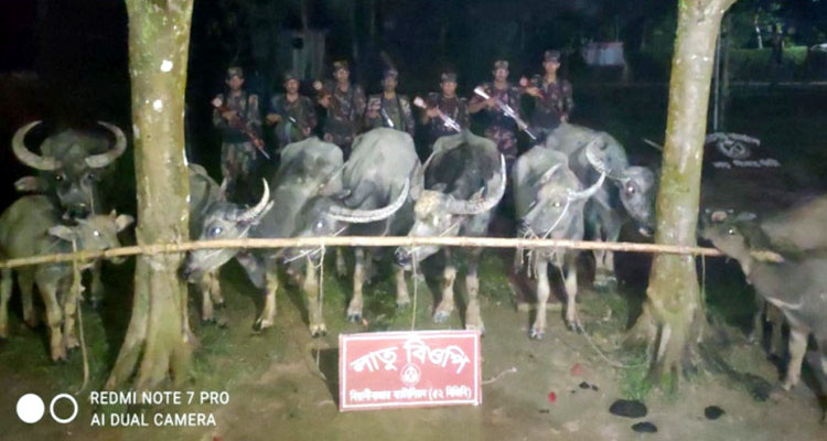বড়লেখা সীমান্তে ১০টি ভারতীয় মহিষ জ-ব্দ