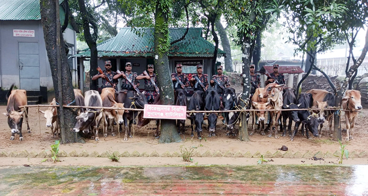 সুনামগঞ্জে ভারতীয় গরুর চালান জব্দ