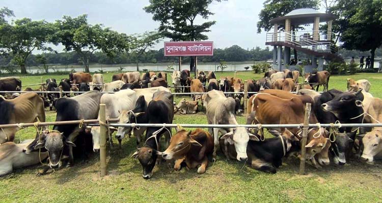 বিজিবির জব্দ ৯০টি গরু গায়েব, দায়ীদের বিরুদ্ধে মামলার নির্দেশ